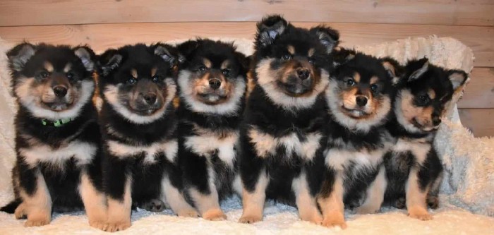 Slapp Hund Hundene :: Hadelandslappen